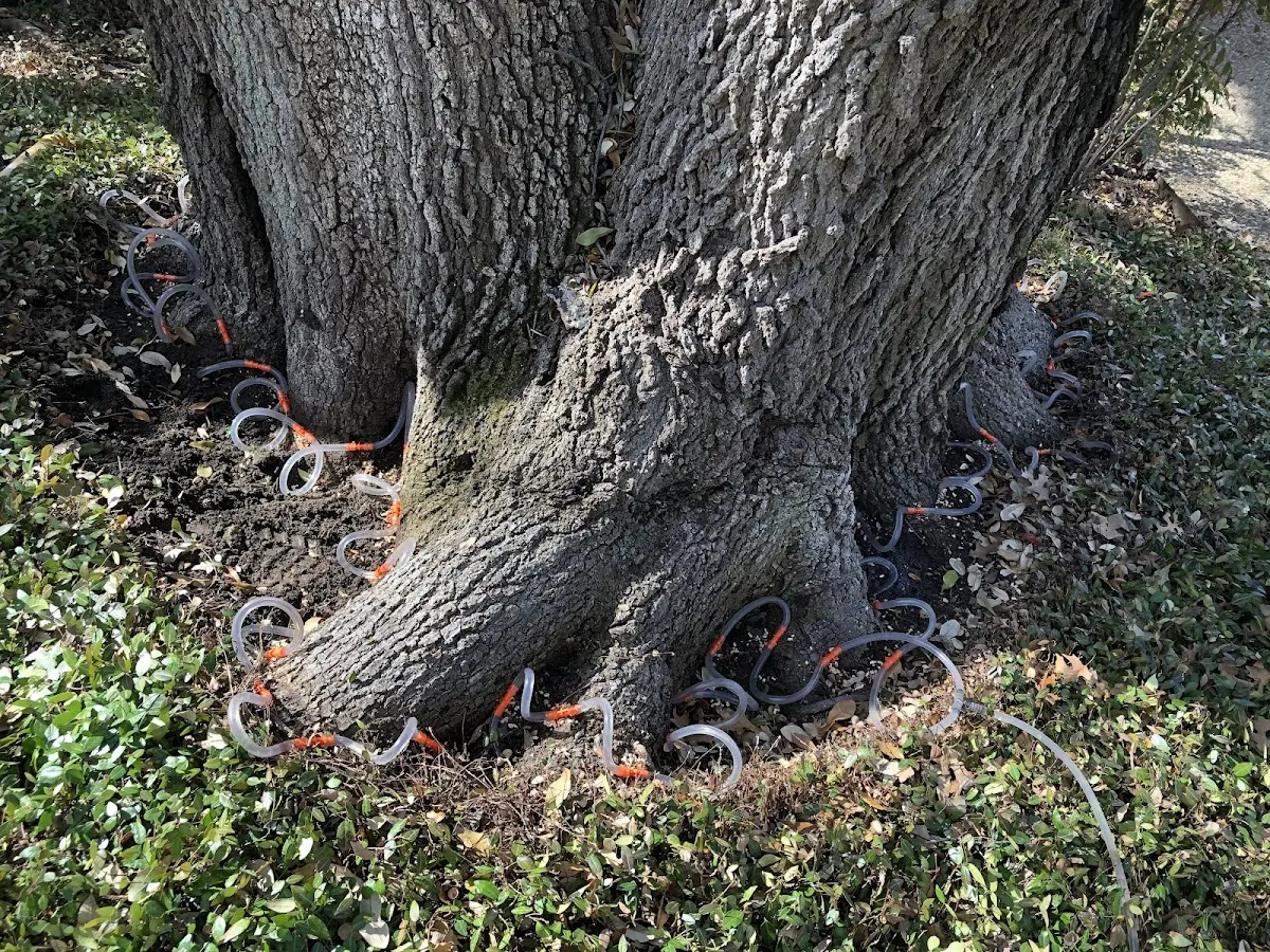 Detailed Tree Cabling and Bracing job site in Salyersville
